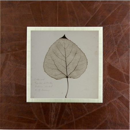 SET DOS CUADROS - HOJA - PASWORD