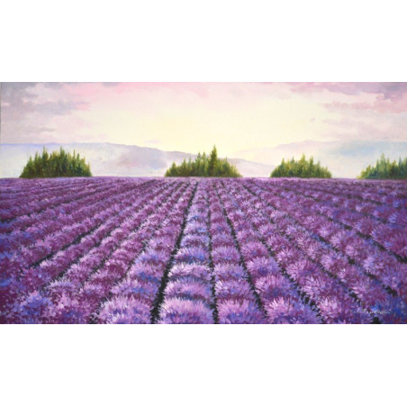 Campos de Lavanda en flor