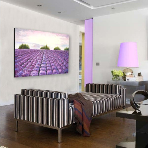 Campos de Lavanda en flor